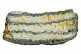 Mammoth Molar Slice With Case - South Carolina #349960-1